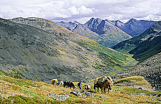 马,边远地区,高山,荒野,北方,落基山脉,不列颠哥伦比亚省,加拿大
