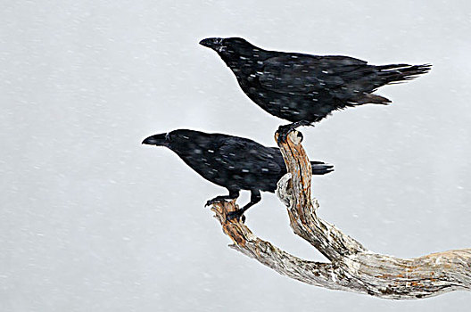 大乌鸦,渡鸦,一对,暴风雪,挪威