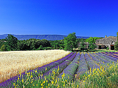 法国,普罗旺斯,沃克吕兹省,鲁伯隆,风景,薰衣草种植区