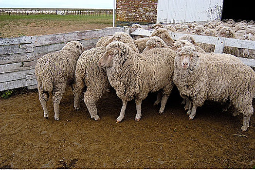 绵羊,瓦尔德斯半岛,丘布特省,阿根廷,巴塔哥尼亚