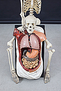 骨骼,人体器官