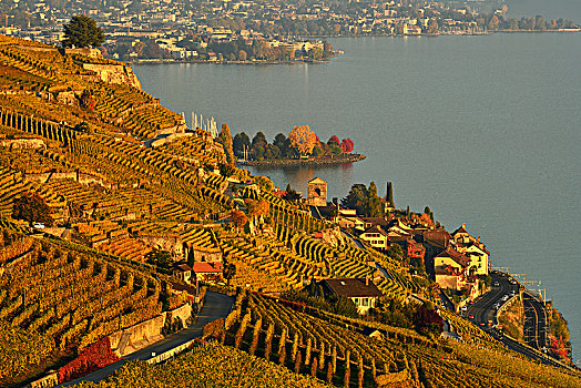 葡萄园,秋天,风景,日内瓦湖,乡村,拉沃,沃州,瑞士,欧洲