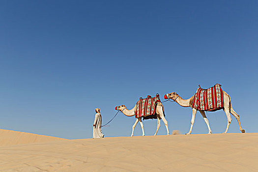 贝多因人,走,两个,骆驼,沙漠,迪拜,阿联酋