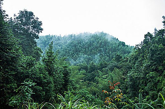 雨雾山景