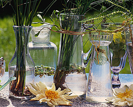 水生植物,装饰,花瓶