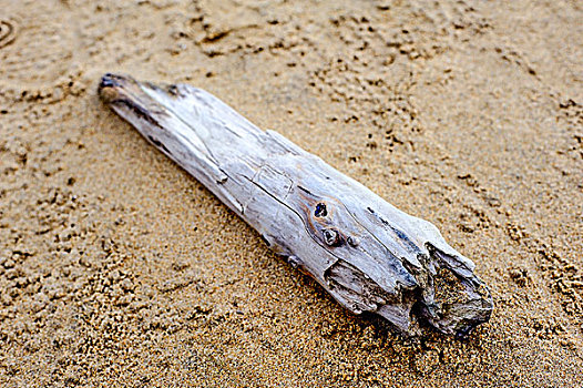 沙滩上的一段漂流木朽木特写