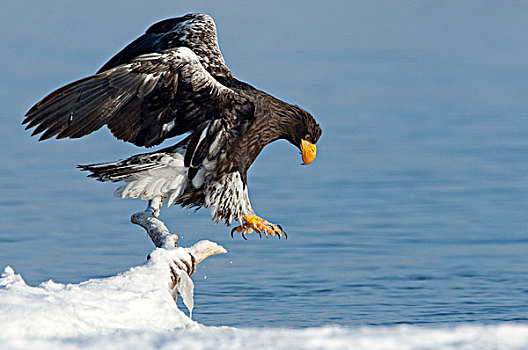 海鹰,虎头海雕,降落,堪察加半岛,俄罗斯