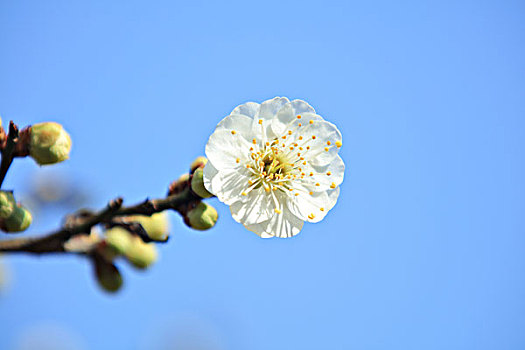 梅花,特写,枝条,绿梅