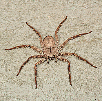 巨大,蟹蛛,潘塔纳尔,巴西,南美