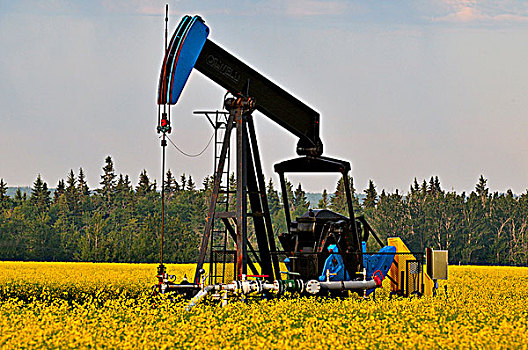 图像,工业,石油井架,汲取,原油,油,农田,黄色,油菜,艾伯塔省,加拿大