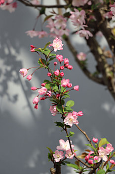 上海复兴路旁盛开的海棠花