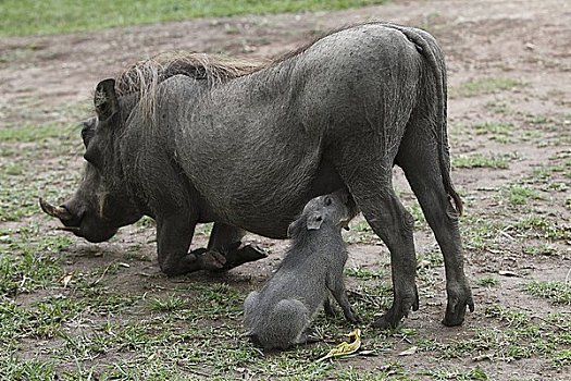 普通,疣猪,吸吮,年轻,伊丽莎白女王国家公园,乌干达,东非,非洲