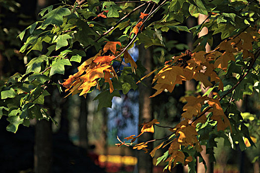 秋天,树木