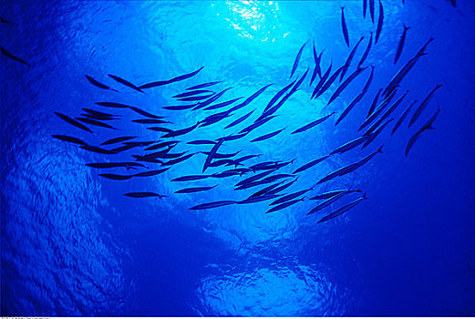 水下视角,梭鱼,贝劳,密克罗尼西亚
