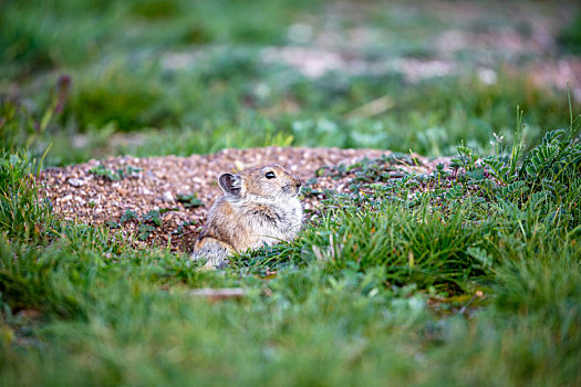 青海鼠兔