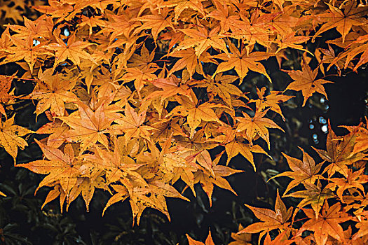 秋叶,箱根,神奈川,日本