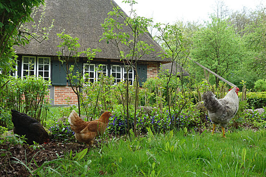 农舍,花园,鸡