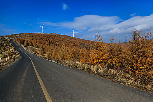 穿过松树林的道路