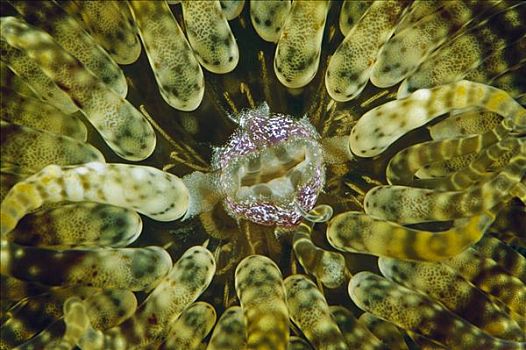 海葵,嘴,特写,巴布亚新几内亚