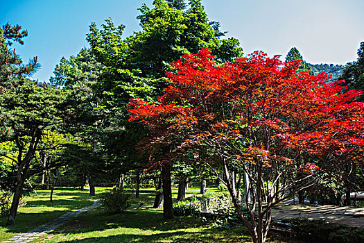 庐山红叶