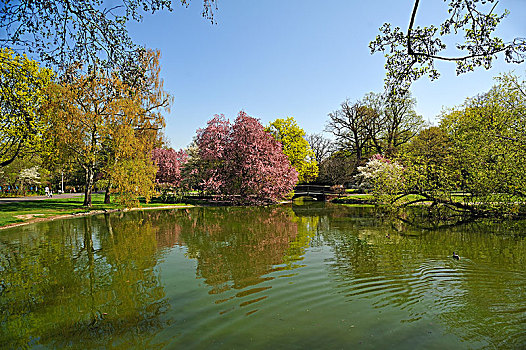 水塘,开花树木,市立公园,纽伦堡,中间,弗兰克尼亚,巴伐利亚,德国,欧洲