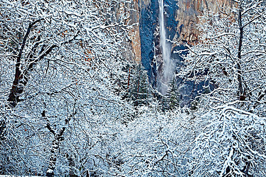 清新,下雪,树,仰视,布里尔维尔瀑布,优胜美地国家公园,加利福尼亚,美国