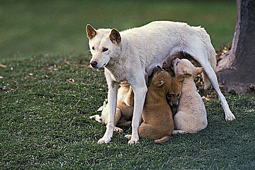 澳洲野狗,狗,小动物,吸吮,澳大利亚