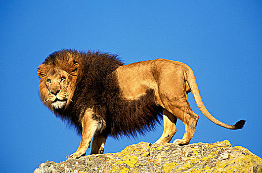 非洲狮,狮子,雄性,站立,石头