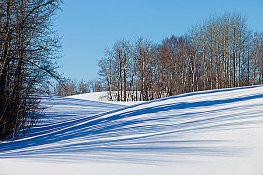 影子,树,雪,艾伯塔省,加拿大