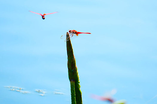 电子科技大学清水河校区的红蜻蜓
