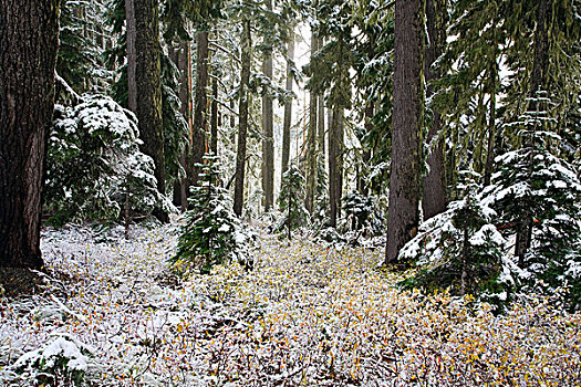 雪,树林