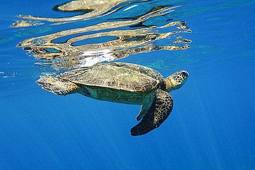 夏威夷,毛伊岛,麦肯那,绿海龟,水下