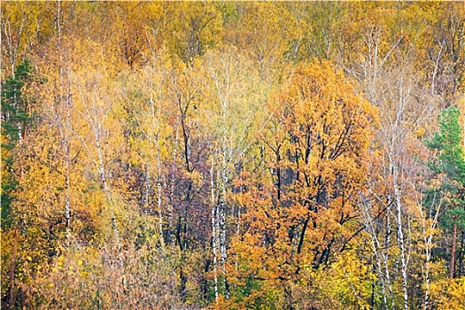 彩色,秋天,树林