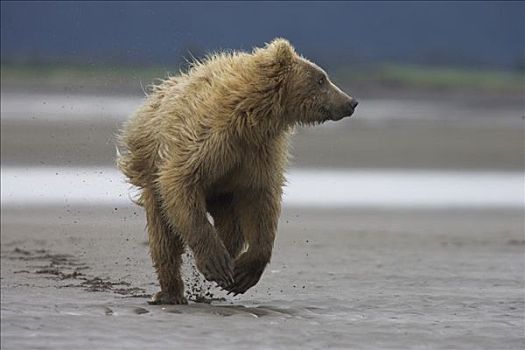 大灰熊,棕熊,幼小,成年,女性,卡特麦国家公园,阿拉斯加