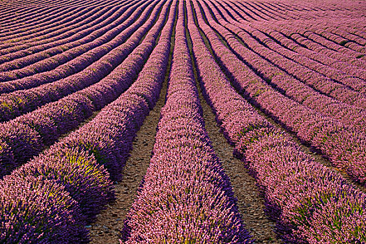 排,紫色,薰衣草,高度,盛开,地点,瓦伦索高原,靠近,瓦伦索,法国,欧洲