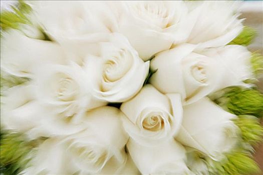特写,花束,白色,玫瑰