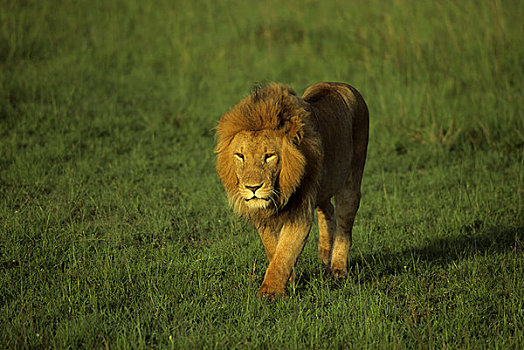 肯尼亚,马赛马拉,雄性,狮子,尾随,草