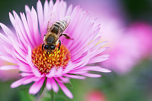 蜜蜂,花粉
