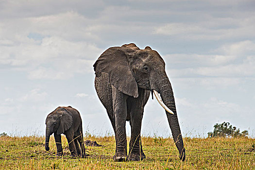 非洲象,女性,幼兽,马赛马拉国家保护区,肯尼亚,非洲