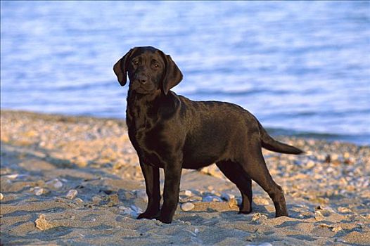 黑色拉布拉多犬,狗,小狗,海滩