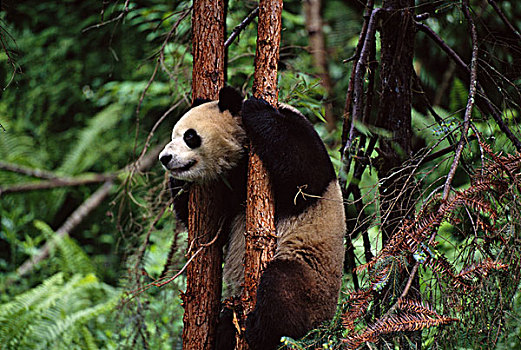 熊猫,树上,卧龙,四川,中国