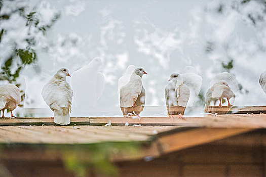 鸽子,和平,鸽,房子