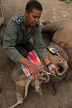 黑犀牛,兽医,鱼,河,自然保护区,东开普省,南非
