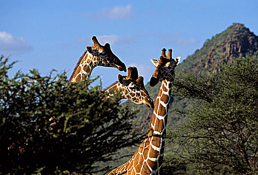 肯尼亚,网纹长颈鹿,长颈鹿,金合欢树
