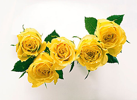 黄色,玫瑰