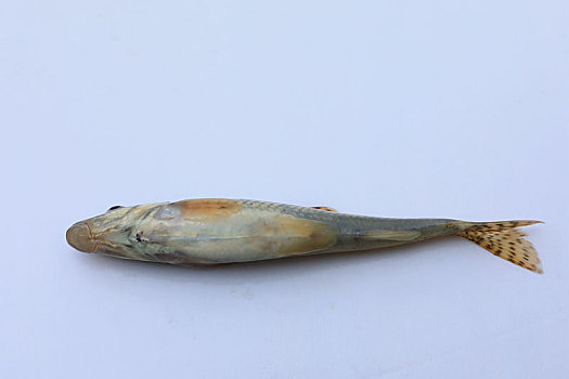沙胡鲈子鱼标本
