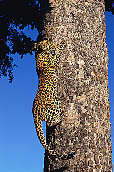 豹,攀登,树干,禁猎区,南非