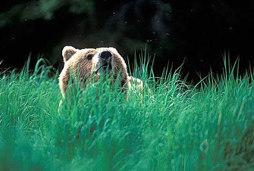 美国,阿拉斯加,卡特麦国家公园,大灰熊,棕熊,站立,高草,布鲁克斯河