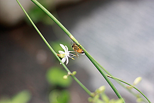 吊兰,开花