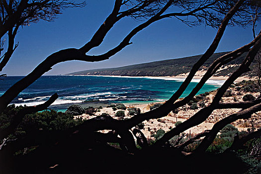 澳大利亚,西澳大利亚州,海滩,树,大幅,尺寸